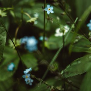 Blue wild flowers